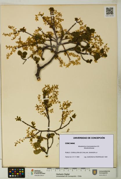 Misodendrum brachystachium [Espécimen: UDEC:CONC:0054042]