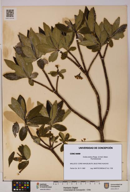 Ovidia andina [Espécimen: UDEC:CONC:0054059]