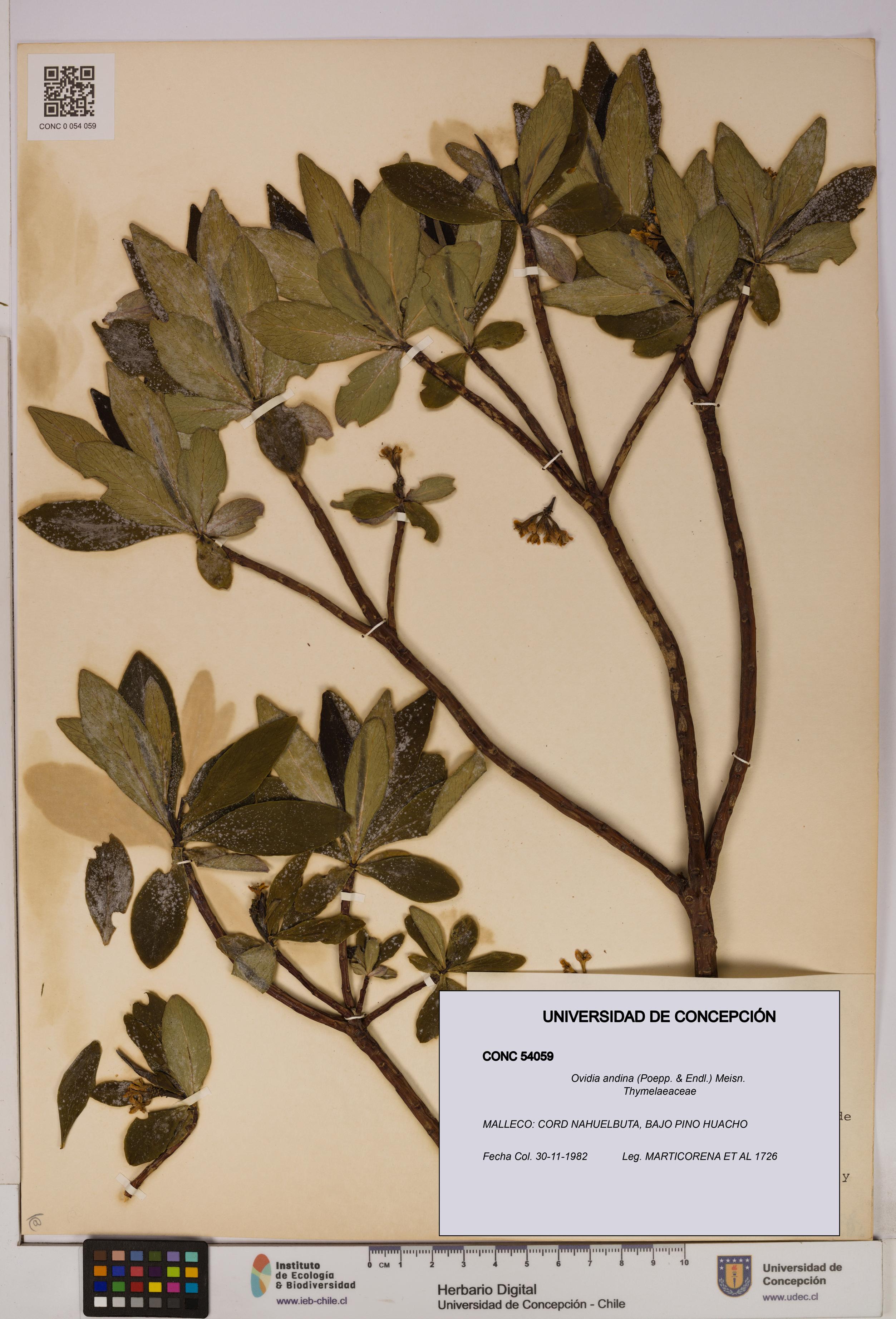 Ovidia andina [Espécimen: UDEC:CONC:0054059]