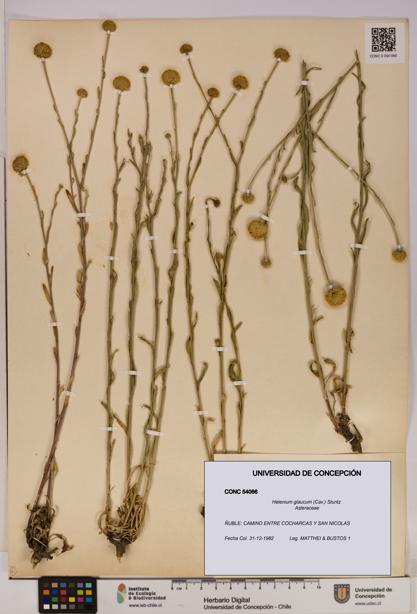 Helenium glaucum [Espécimen: UDEC:CONC:0054066]