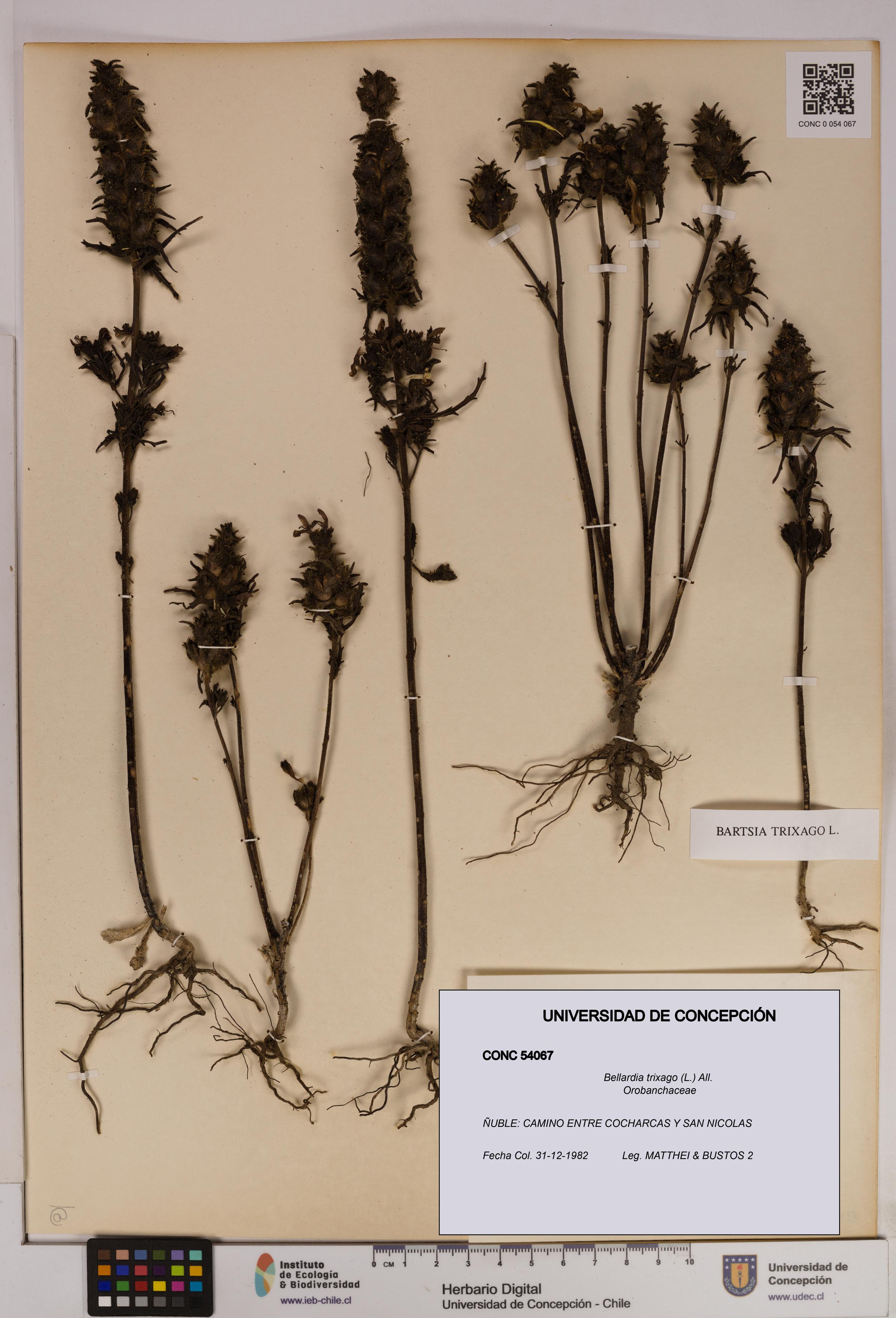 Bellardia trixago [Espécimen: UDEC:CONC:0054067]