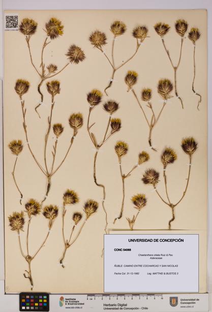 Chaetanthera ciliata [Espécimen: UDEC:CONC:0054068]