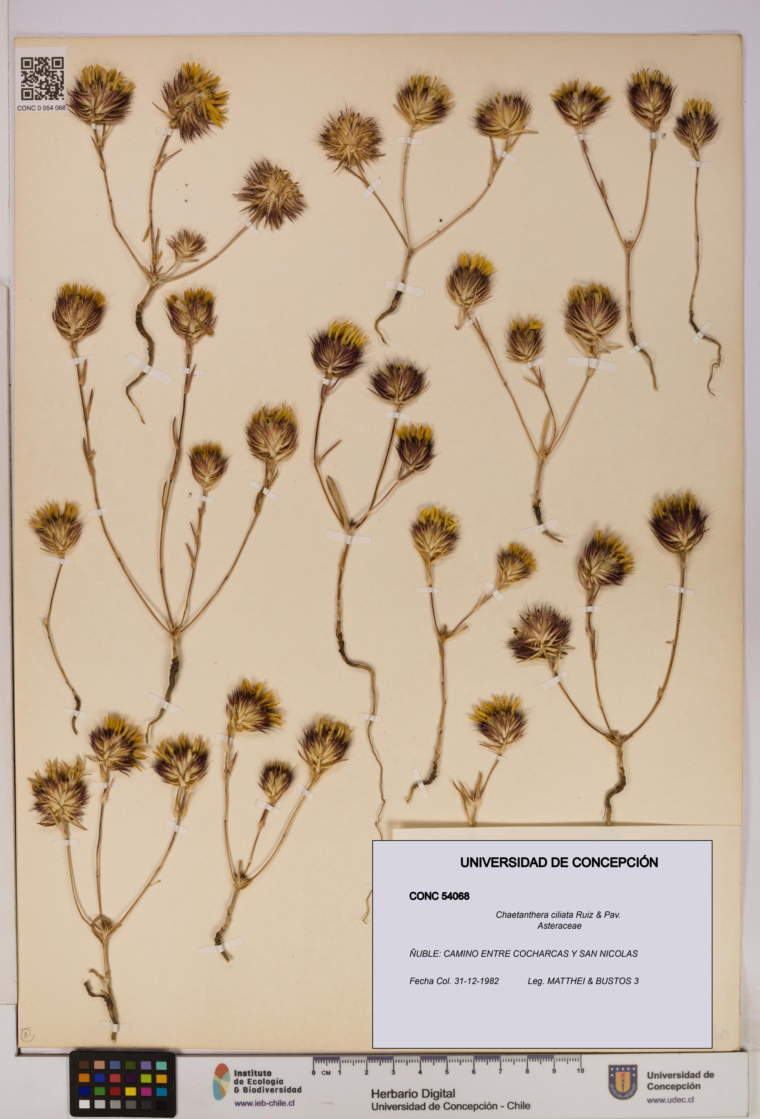 Chaetanthera ciliata [Espécimen: UDEC:CONC:0054068]