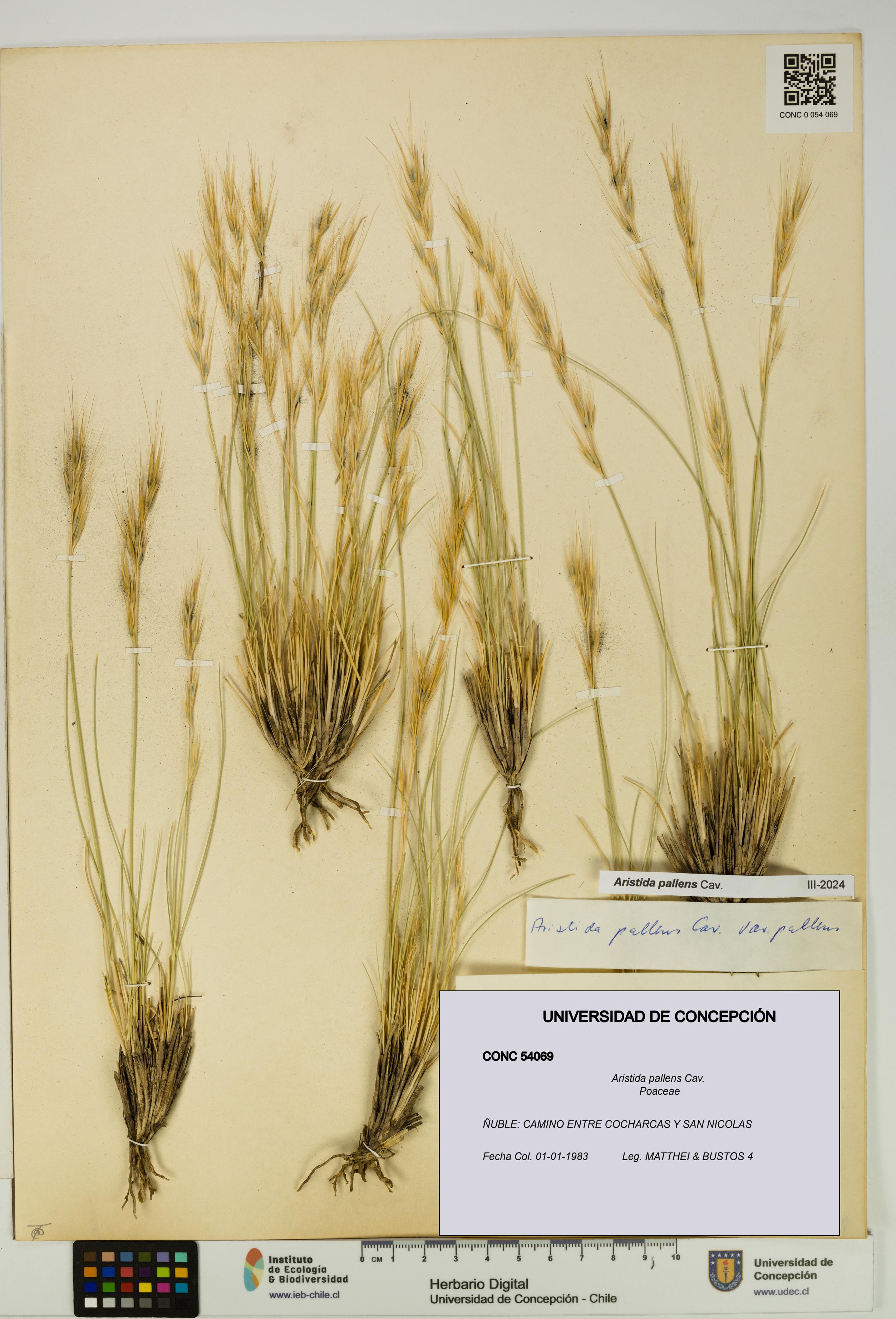 Aristida pallens [Espécimen: UDEC:CONC:0054069]