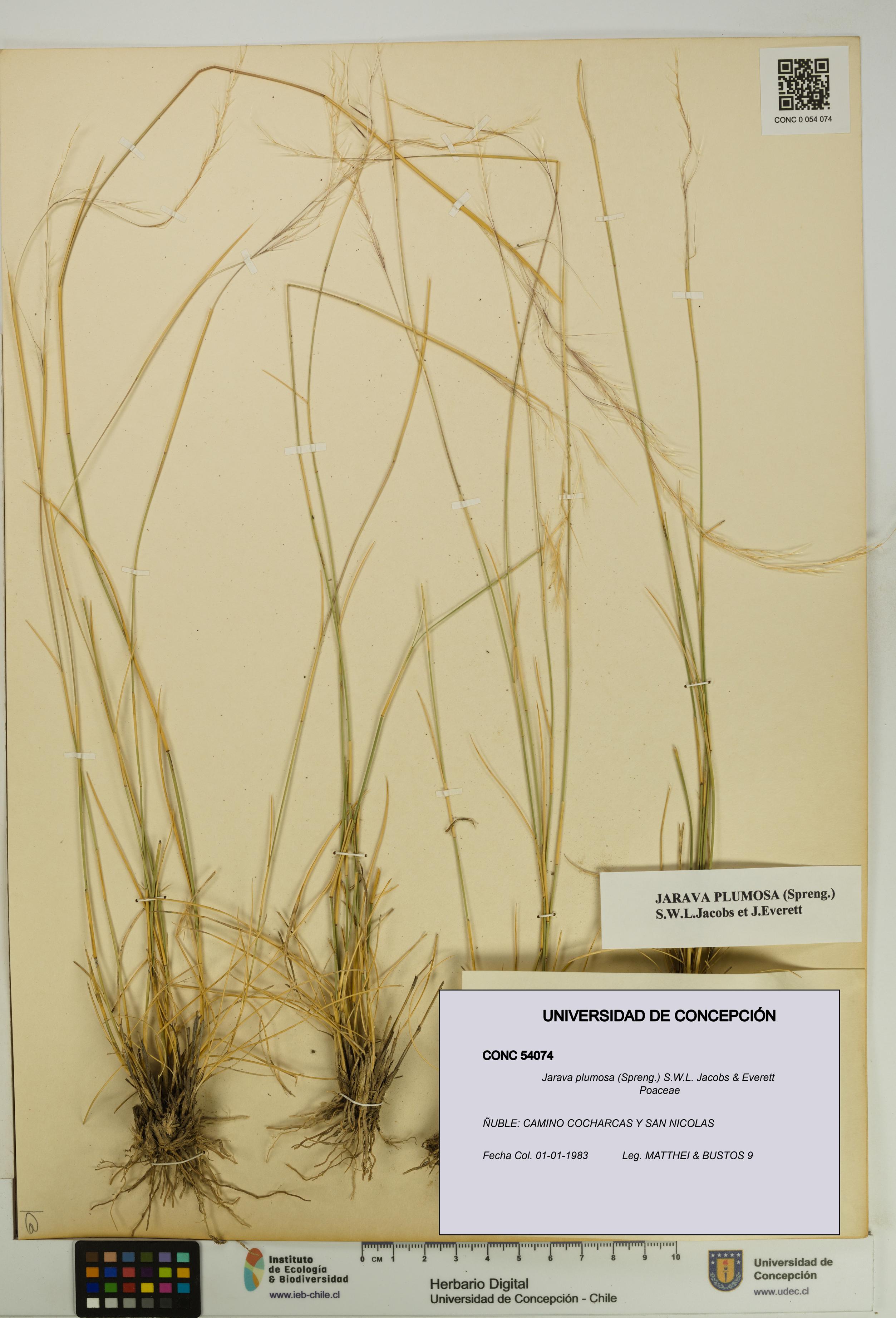 Jarava plumosa [Espécimen: UDEC:CONC:0054074]