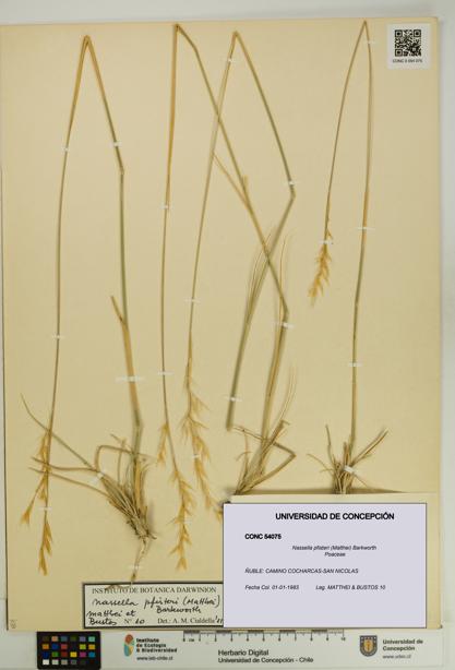 Nassella pfisteri [Espécimen: UDEC:CONC:0054075]