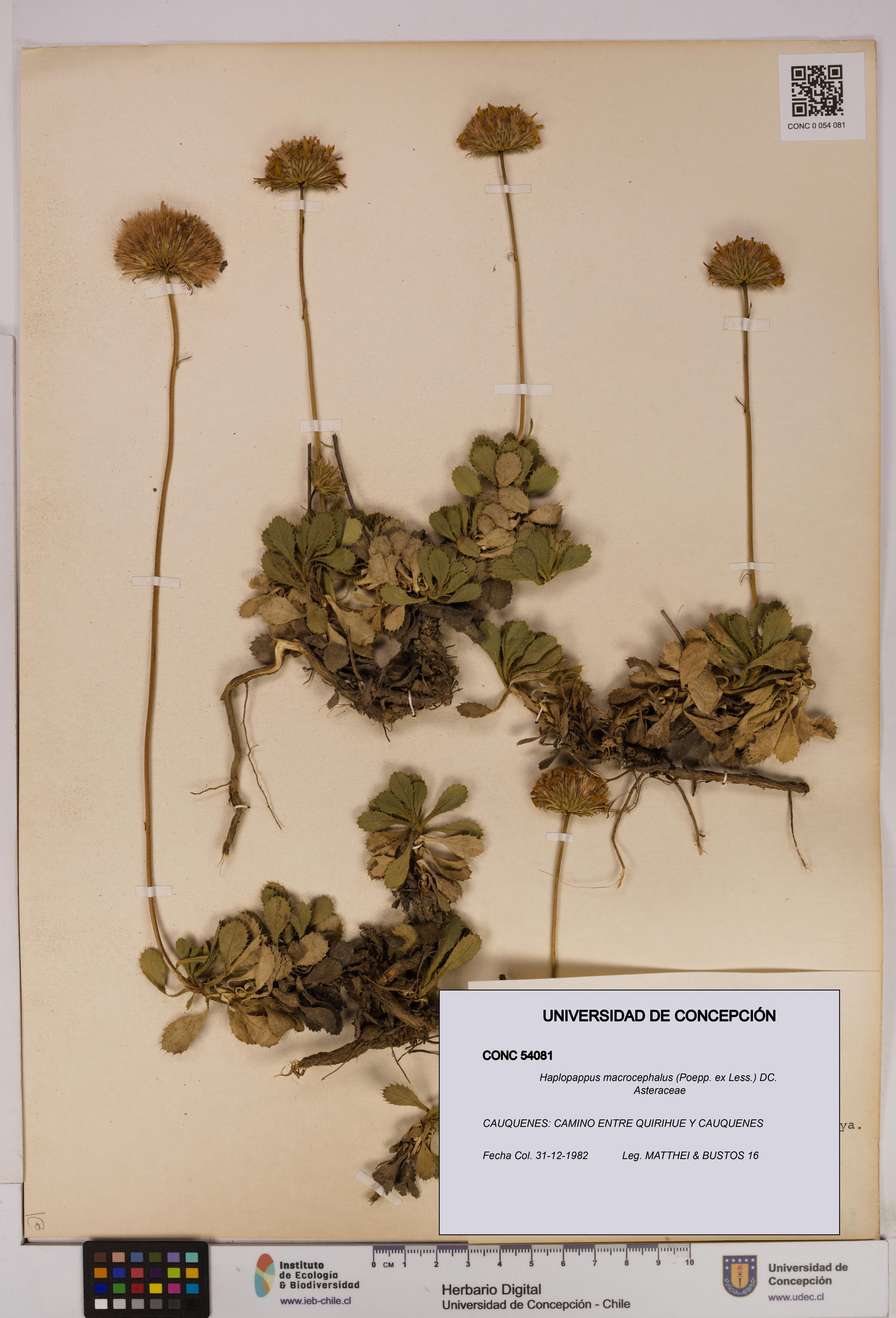 Haplopappus macrocephalus [Espécimen: UDEC:CONC:0054081]