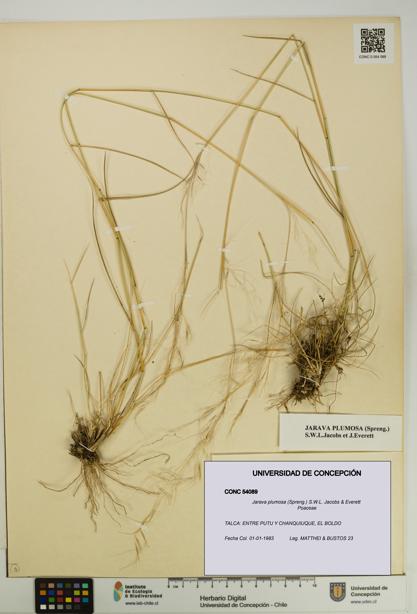 Jarava plumosa [Espécimen: UDEC:CONC:0054089]