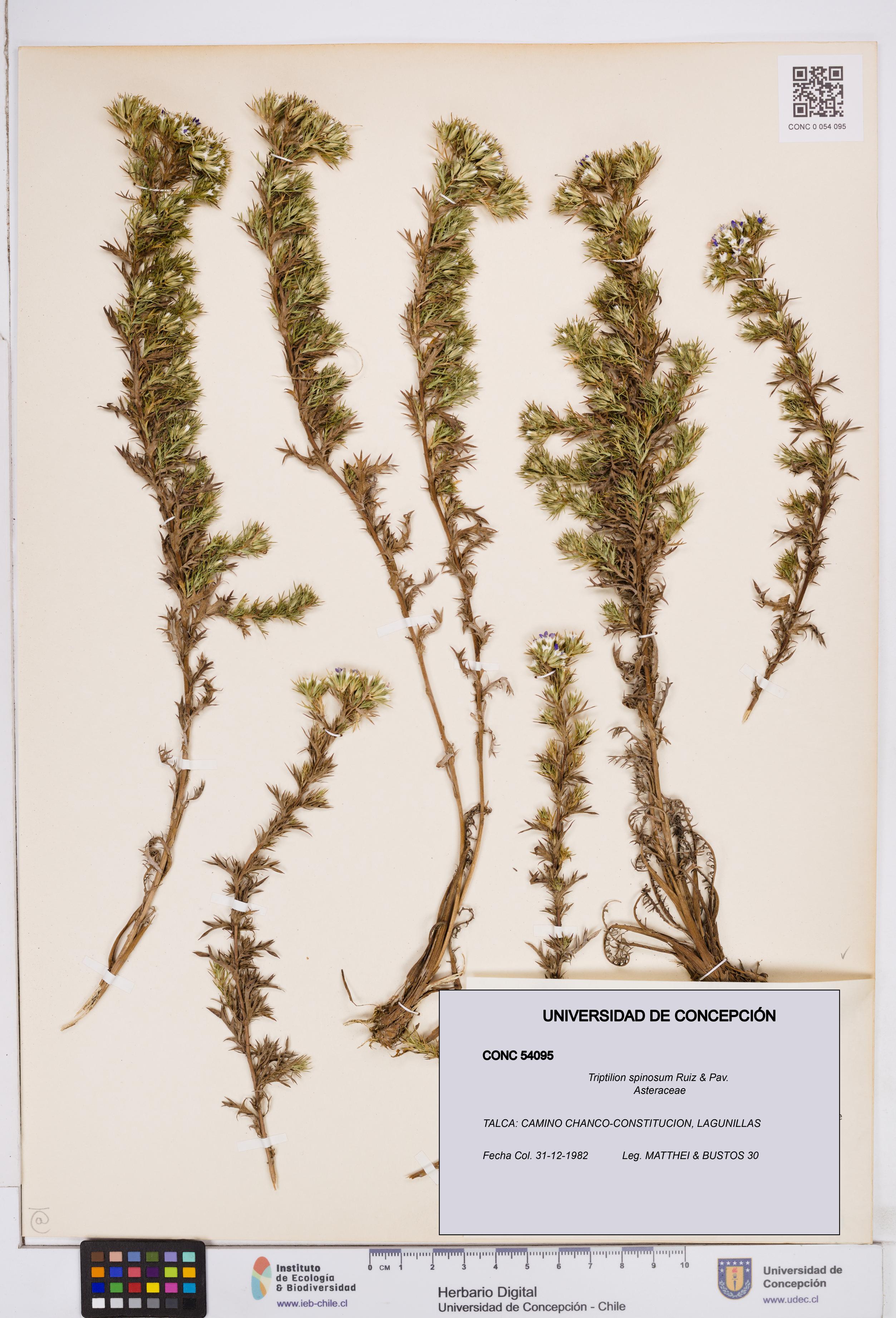 Triptilion spinosum [Espécimen: ]