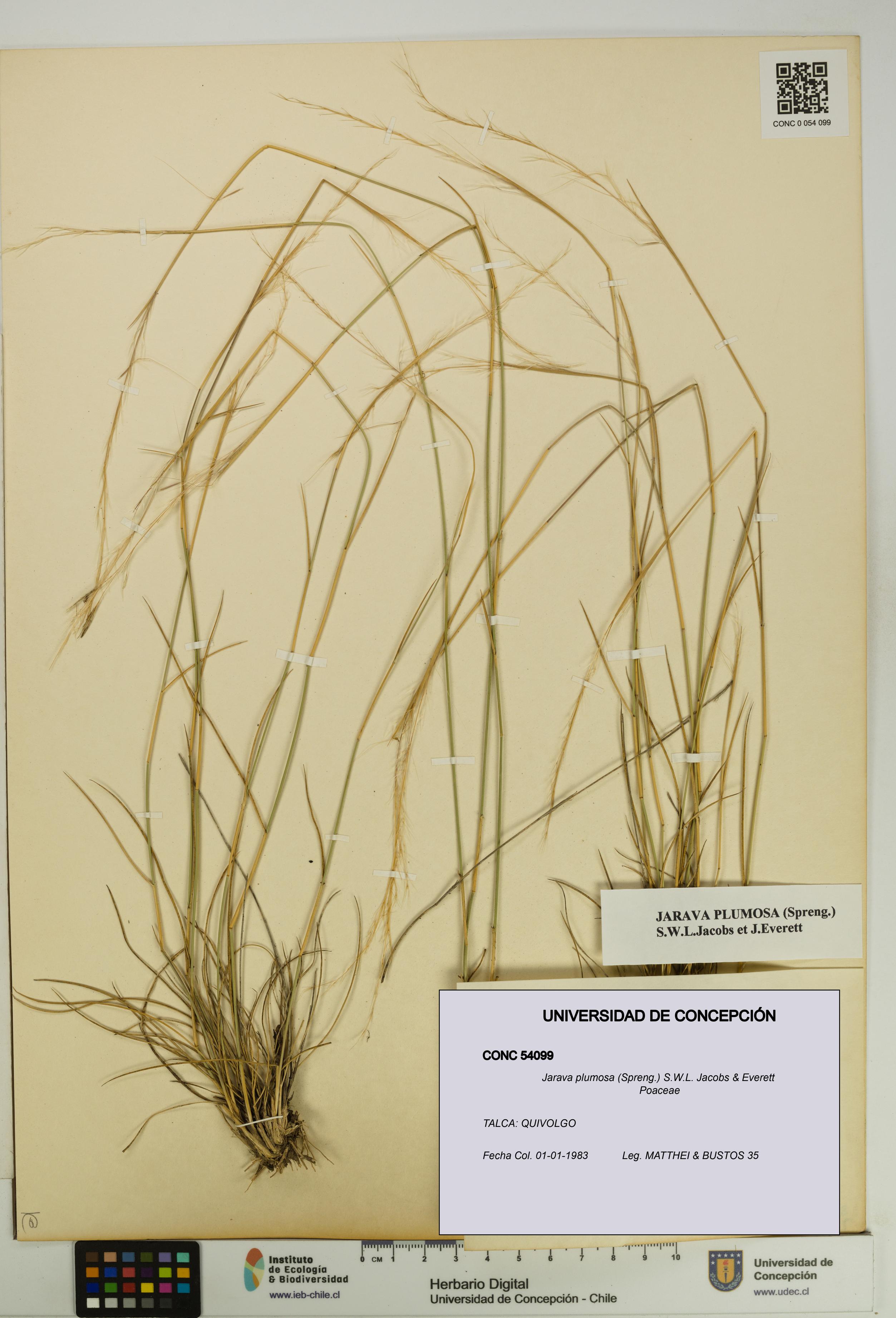 Jarava plumosa [Espécimen: UDEC:CONC:0054099]