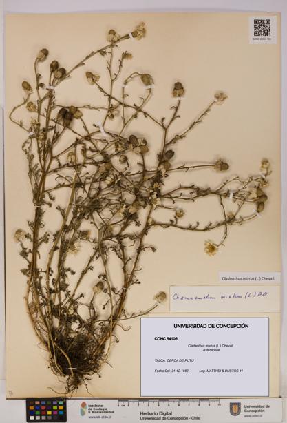 Cladanthus mixtus [Espécimen: UDEC:CONC:0054105]