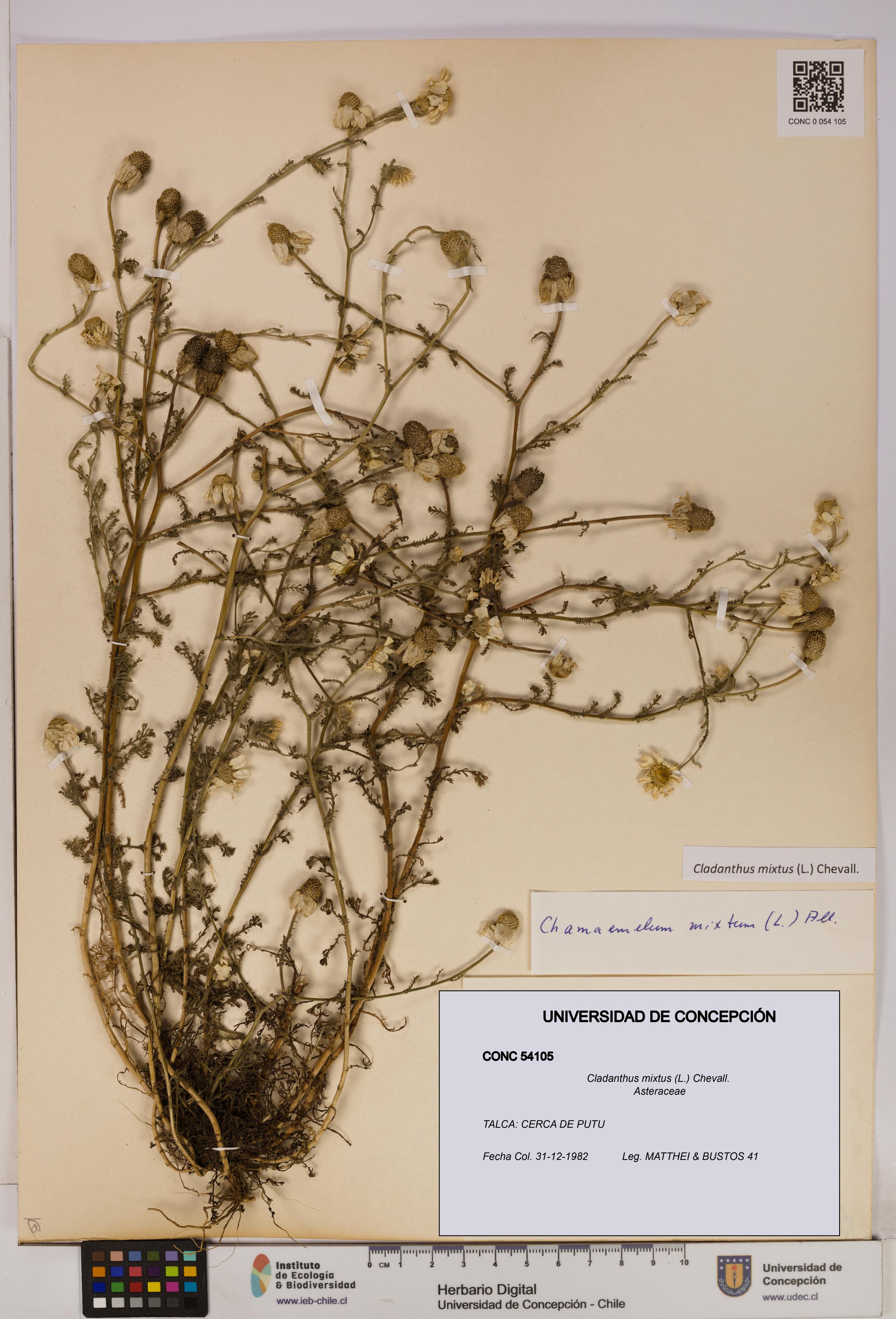 Cladanthus mixtus [Espécimen: UDEC:CONC:0054105]