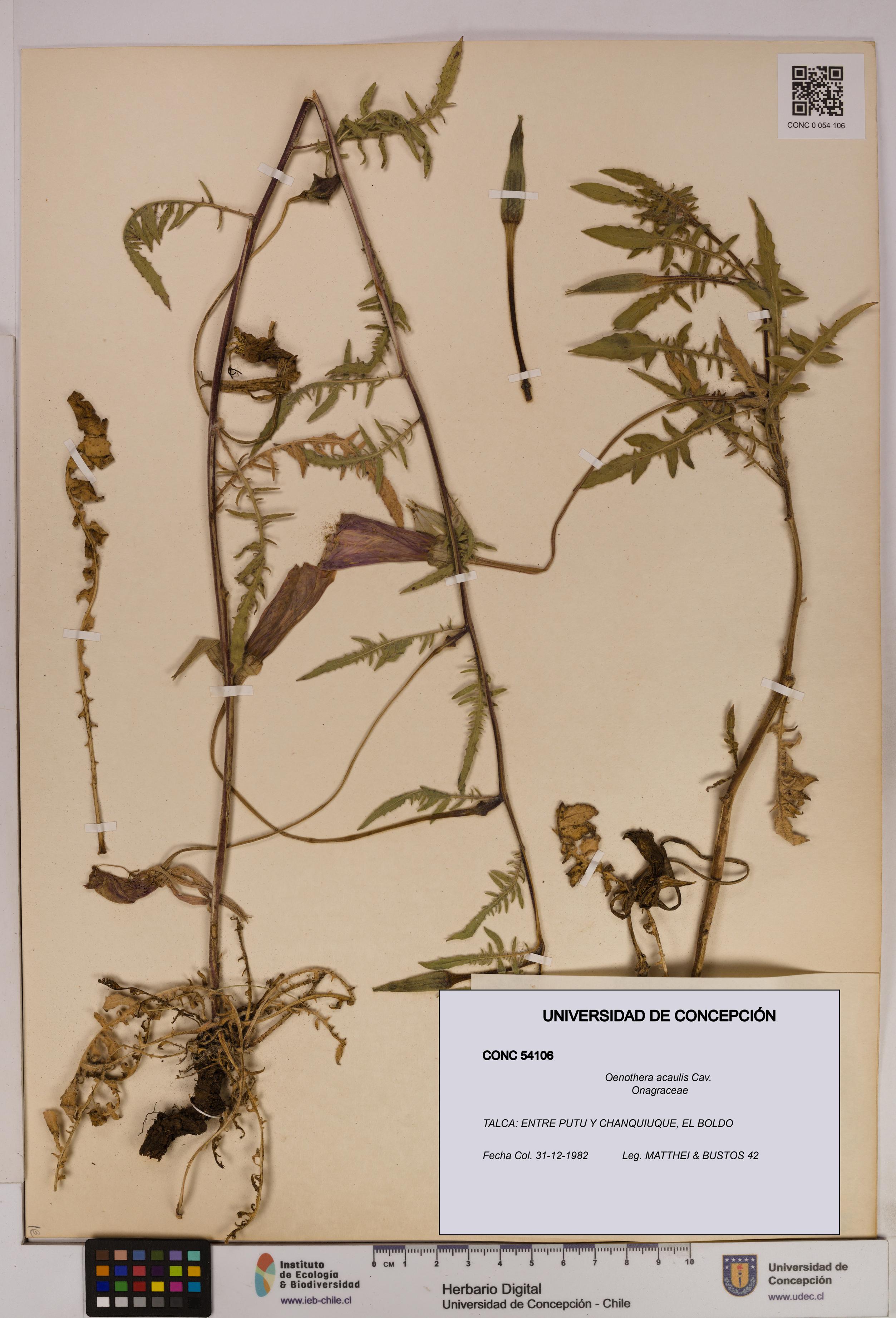 Oenothera acaulis [Espécimen: UDEC:CONC:0054106]