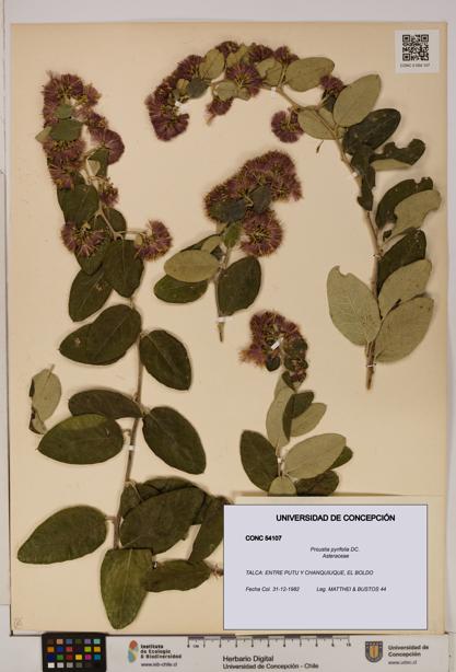 Proustia pyrifolia [Espécimen: UDEC:CONC:0054107]