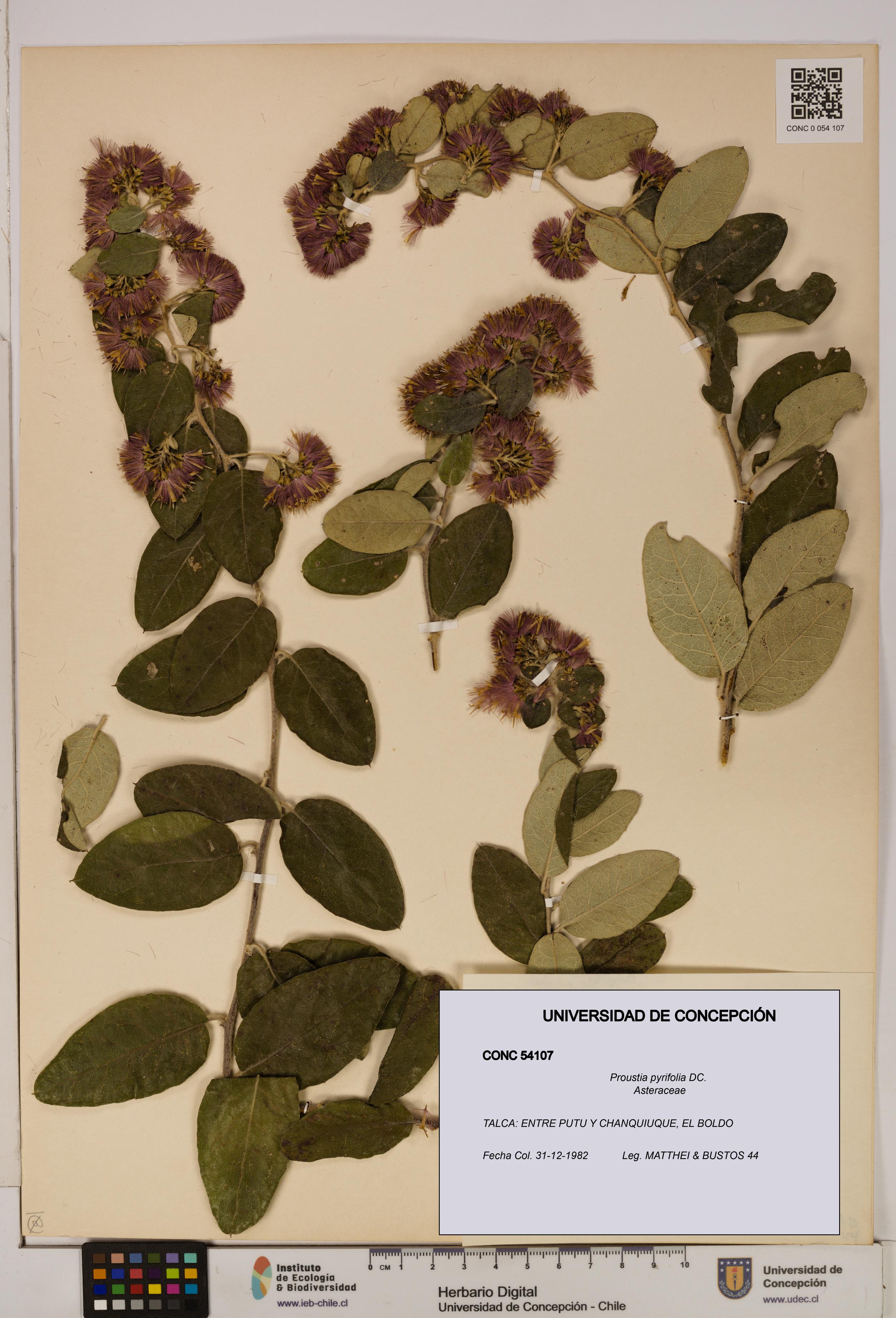 Proustia pyrifolia [Espécimen: UDEC:CONC:0054107]