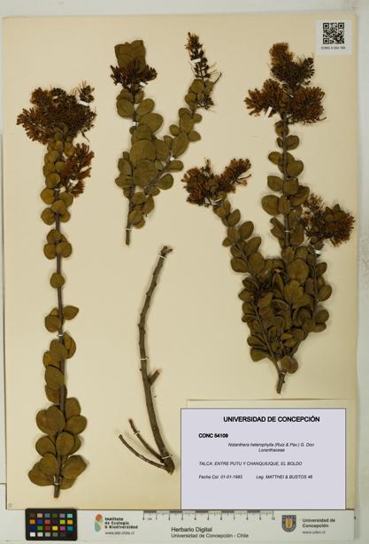 Notanthera heterophylla [Espécimen: UDEC:CONC:0054109]