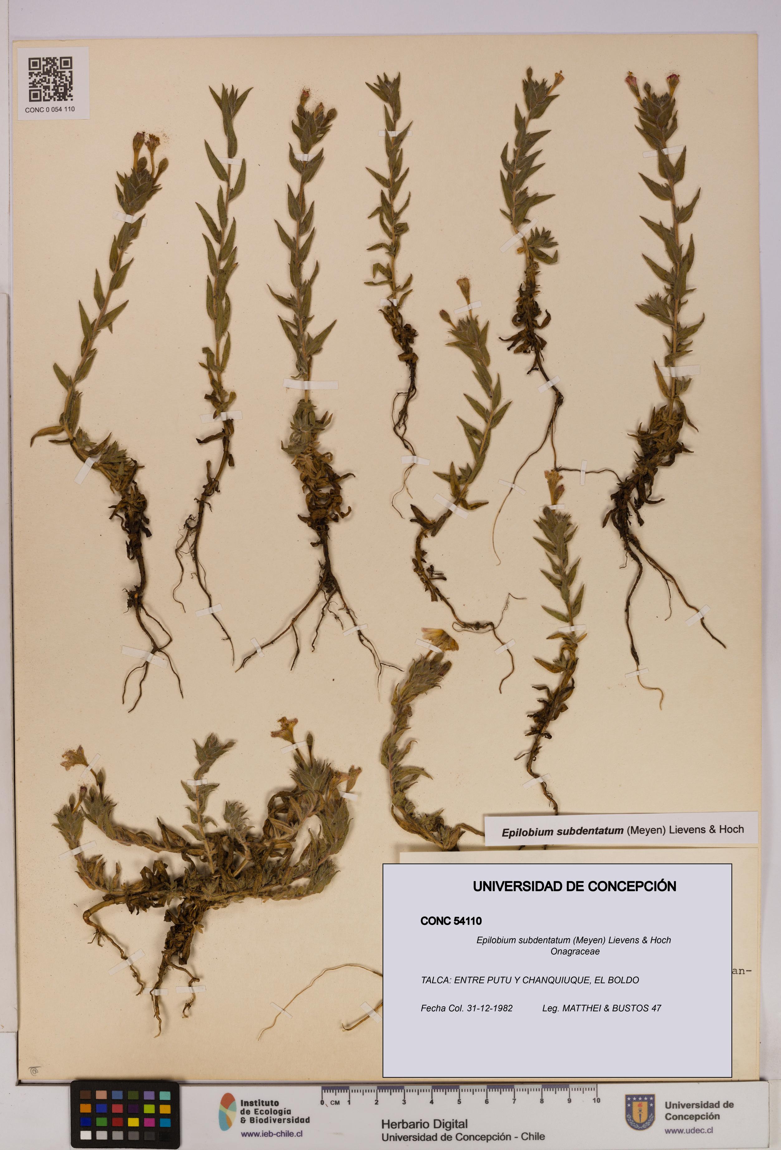 Epilobium subdentatum [Espécimen: UDEC:CONC:0054110]