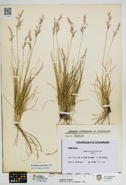 Rytidosperma lechleri [Espécimen: UDEC:CONC:0054120]
