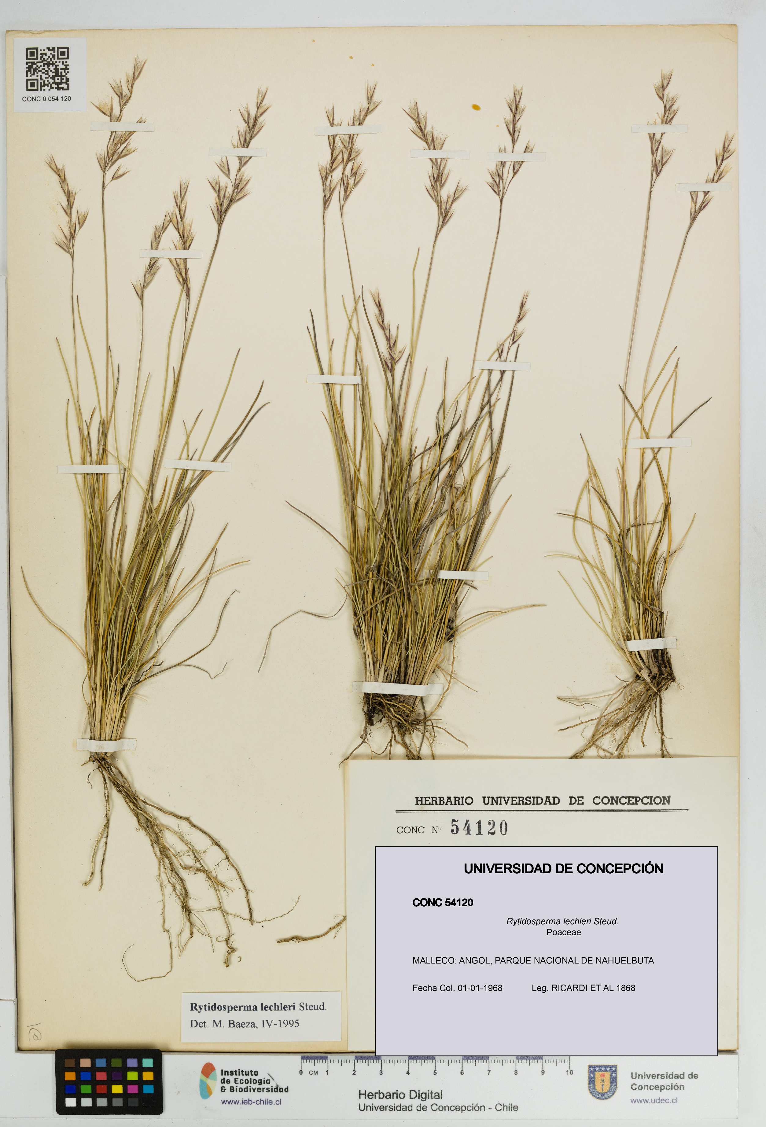 Rytidosperma lechleri [Espécimen: UDEC:CONC:0054120]