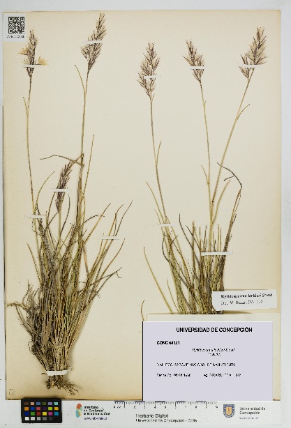Rytidosperma lechleri [Espécimen: UDEC:CONC:0054121]