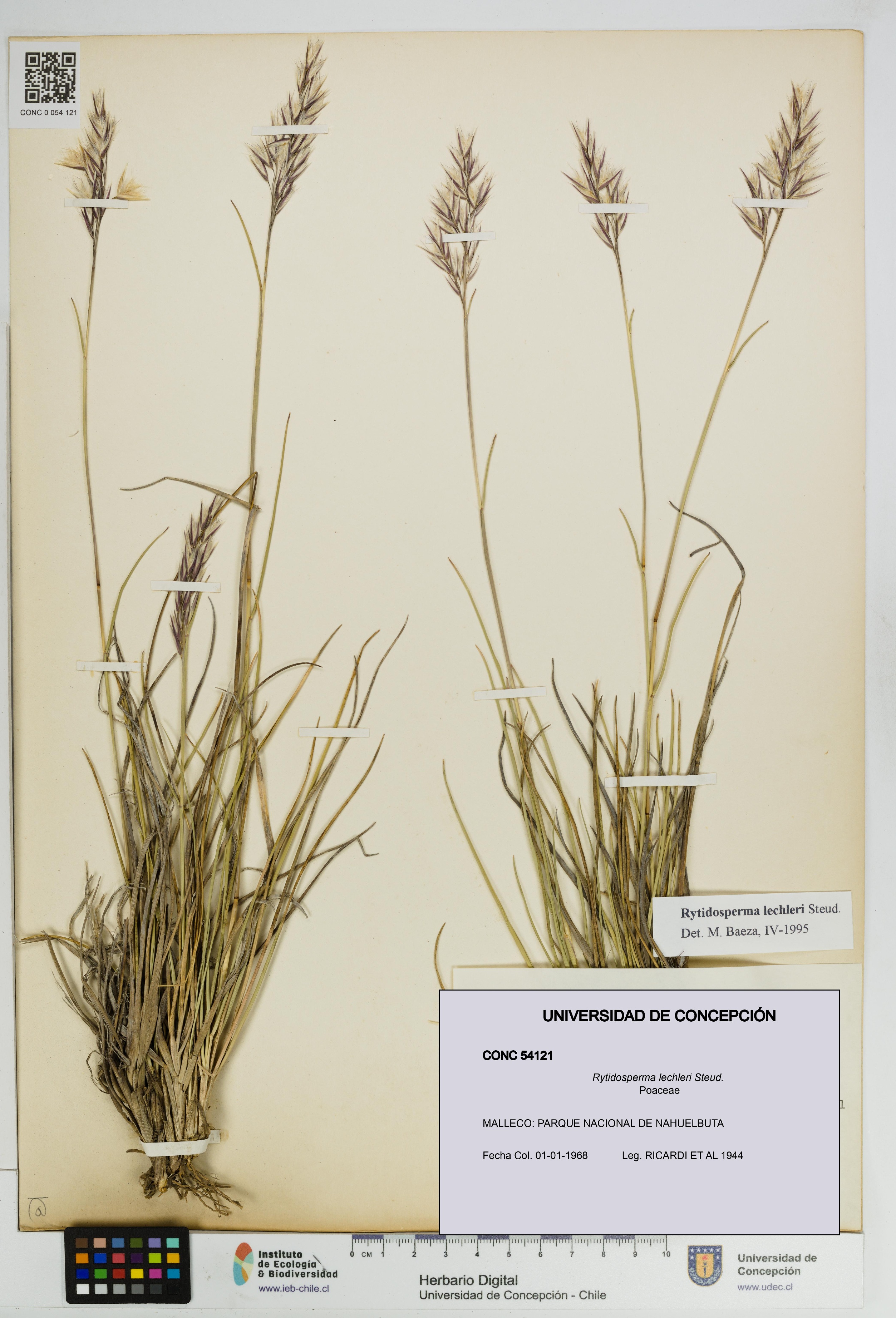 Rytidosperma lechleri [Espécimen: UDEC:CONC:0054121]