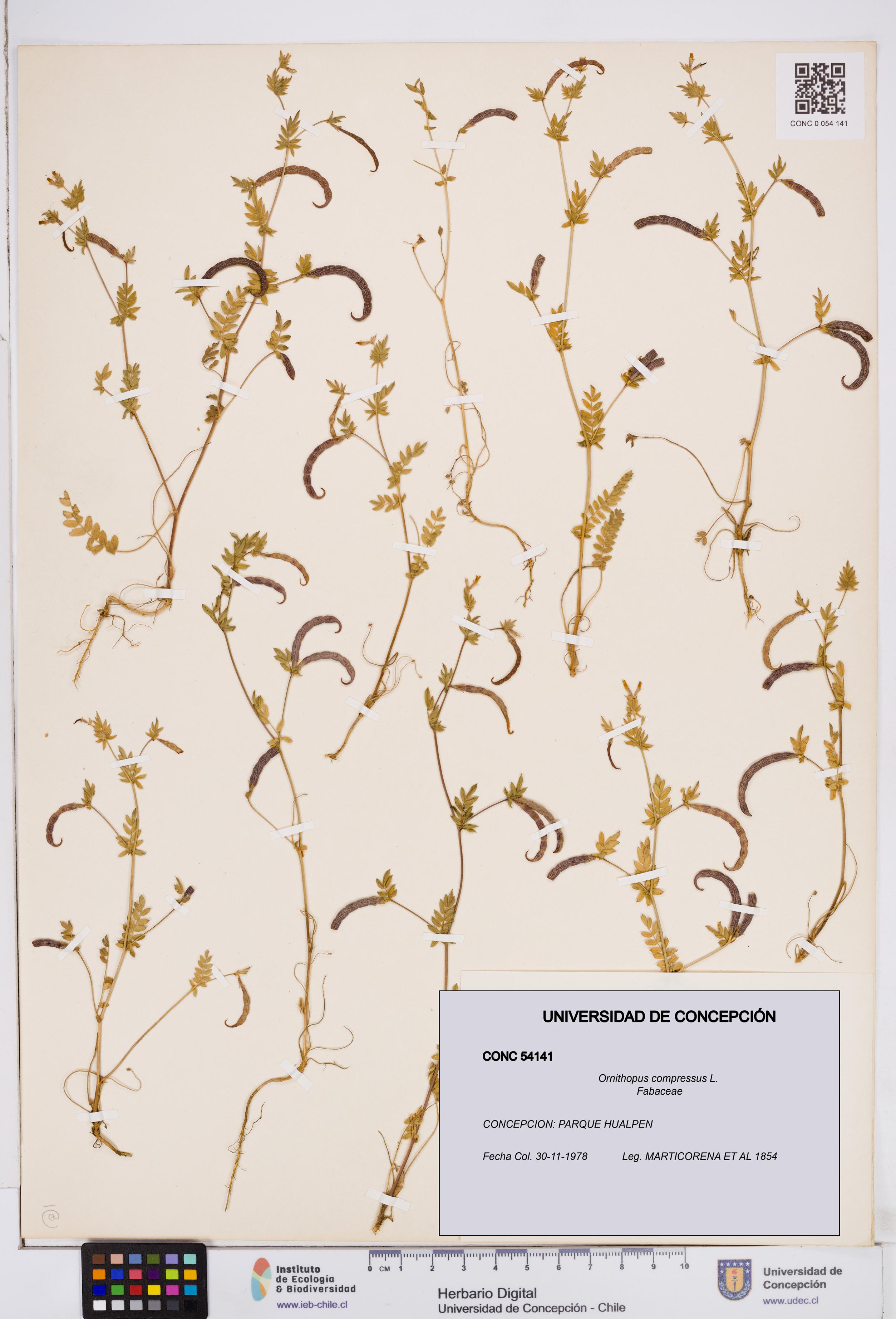 Ornithopus compressus [Espécimen: ]