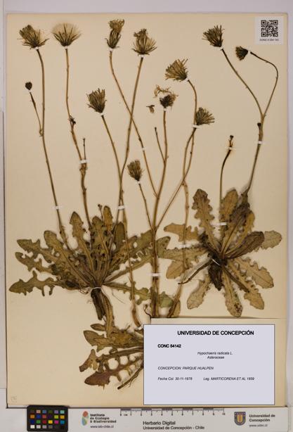 Hypochaeris radicata [Espécimen: UDEC:CONC:0054142]