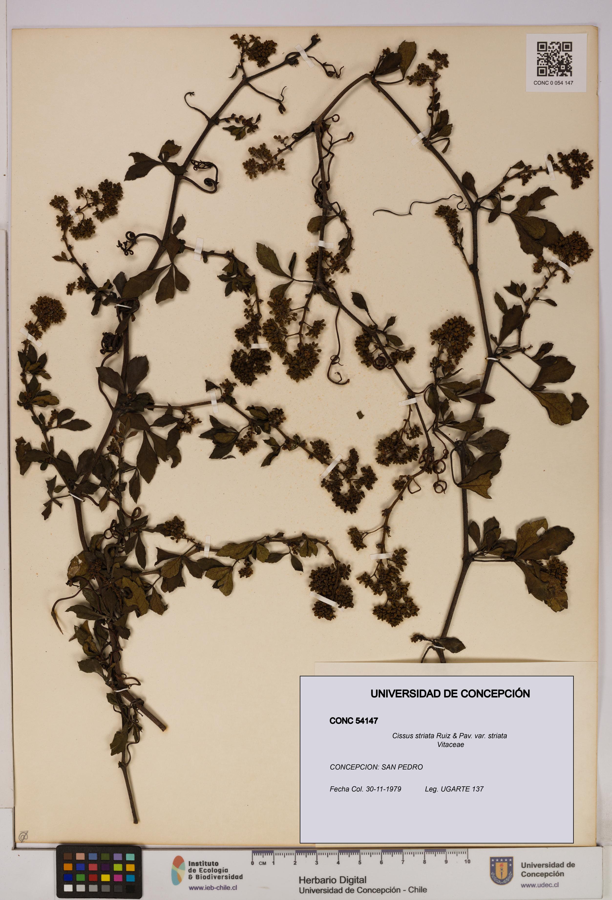 Cissus striata var. striata [Espécimen: UDEC:CONC:0054147]