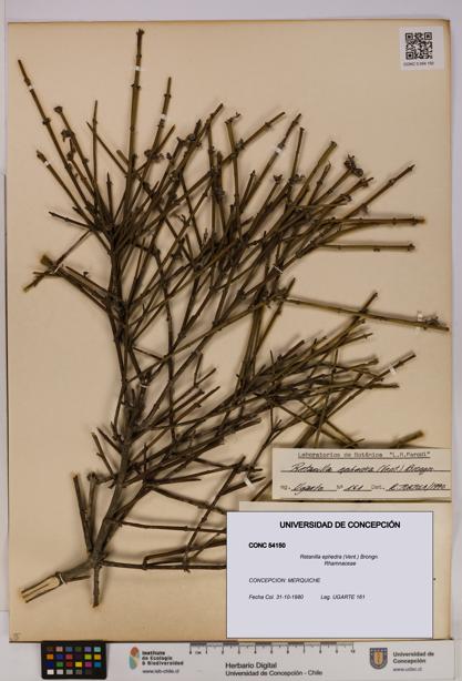 Retanilla ephedra [Espécimen: UDEC:CONC:0054150]