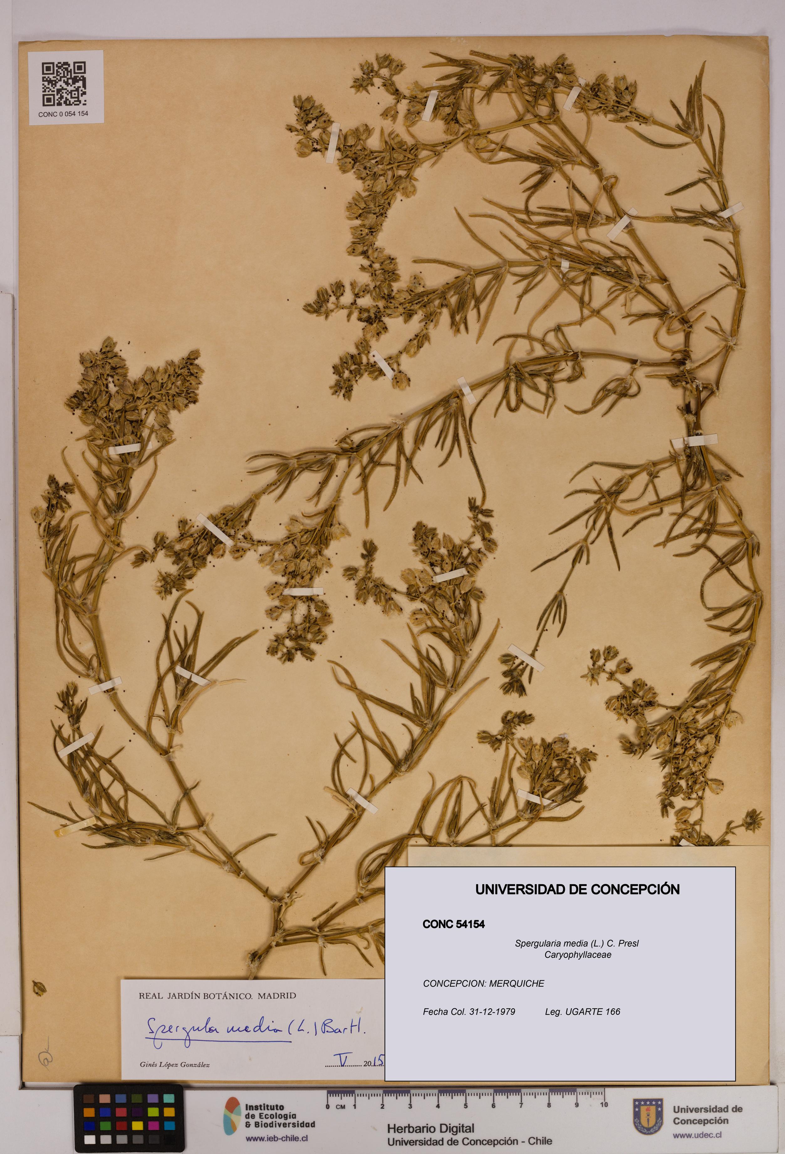 Spergularia media [Espécimen: UDEC:CONC:0054154]