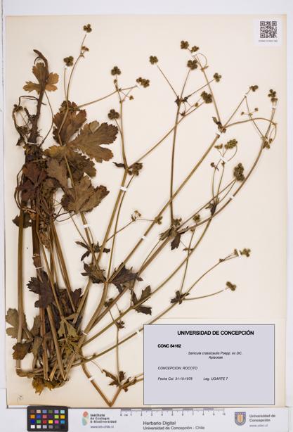 Sanicula crassicaulis [Espécimen: ]