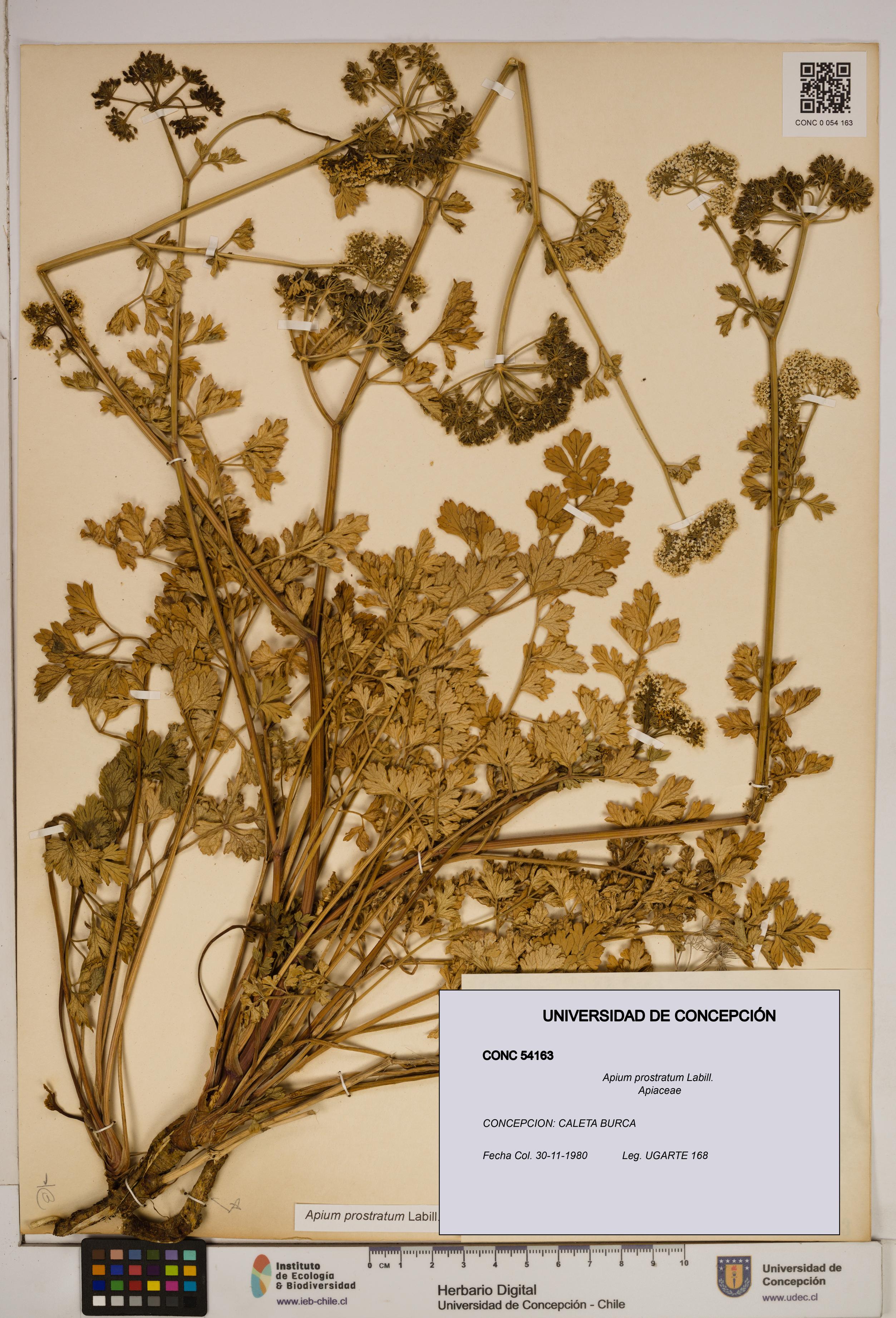 Apium prostratum [Espécimen: ]