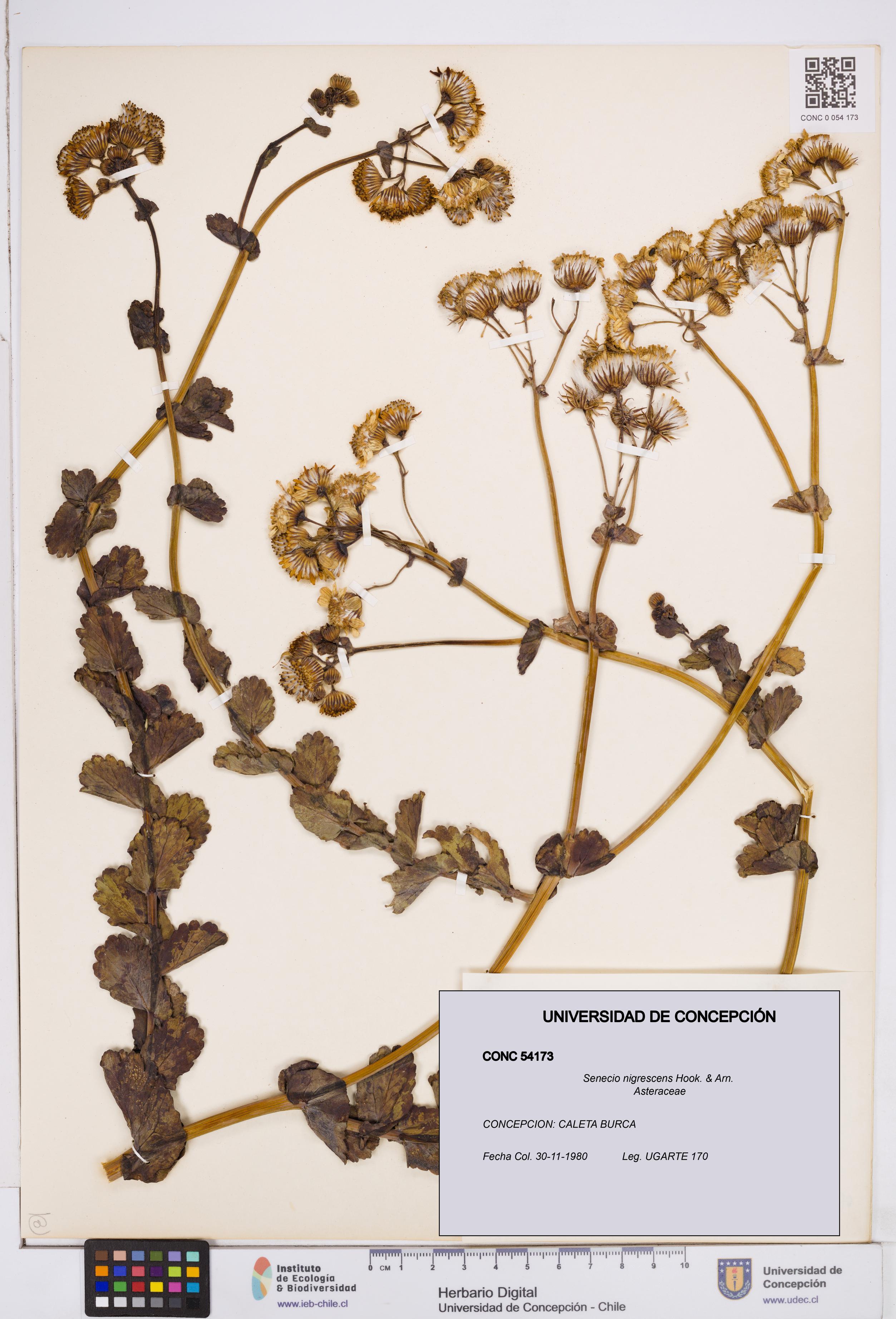 Senecio nigrescens [Espécimen: ]