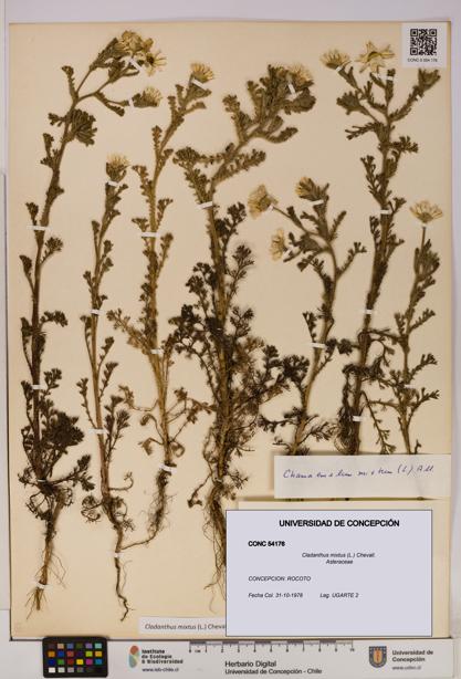 Cladanthus mixtus [Espécimen: UDEC:CONC:0054176]