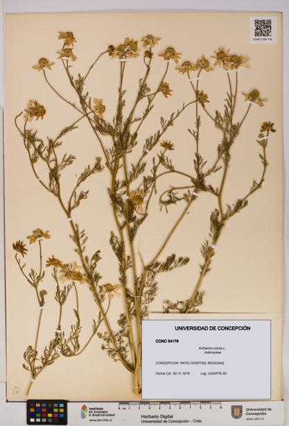 Anthemis cotula [Espécimen: UDEC:CONC:0054178]