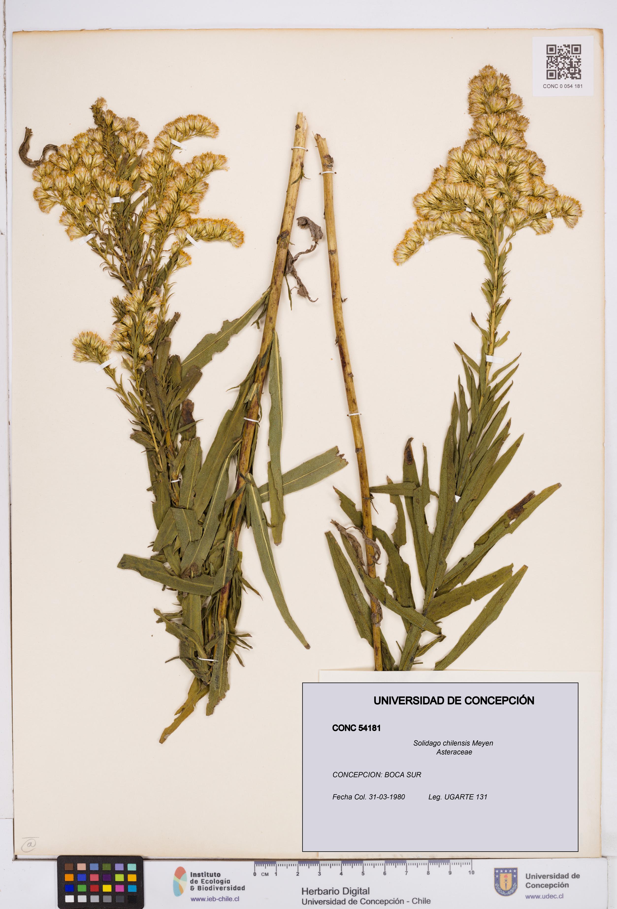Solidago chilensis [Espécimen: ]