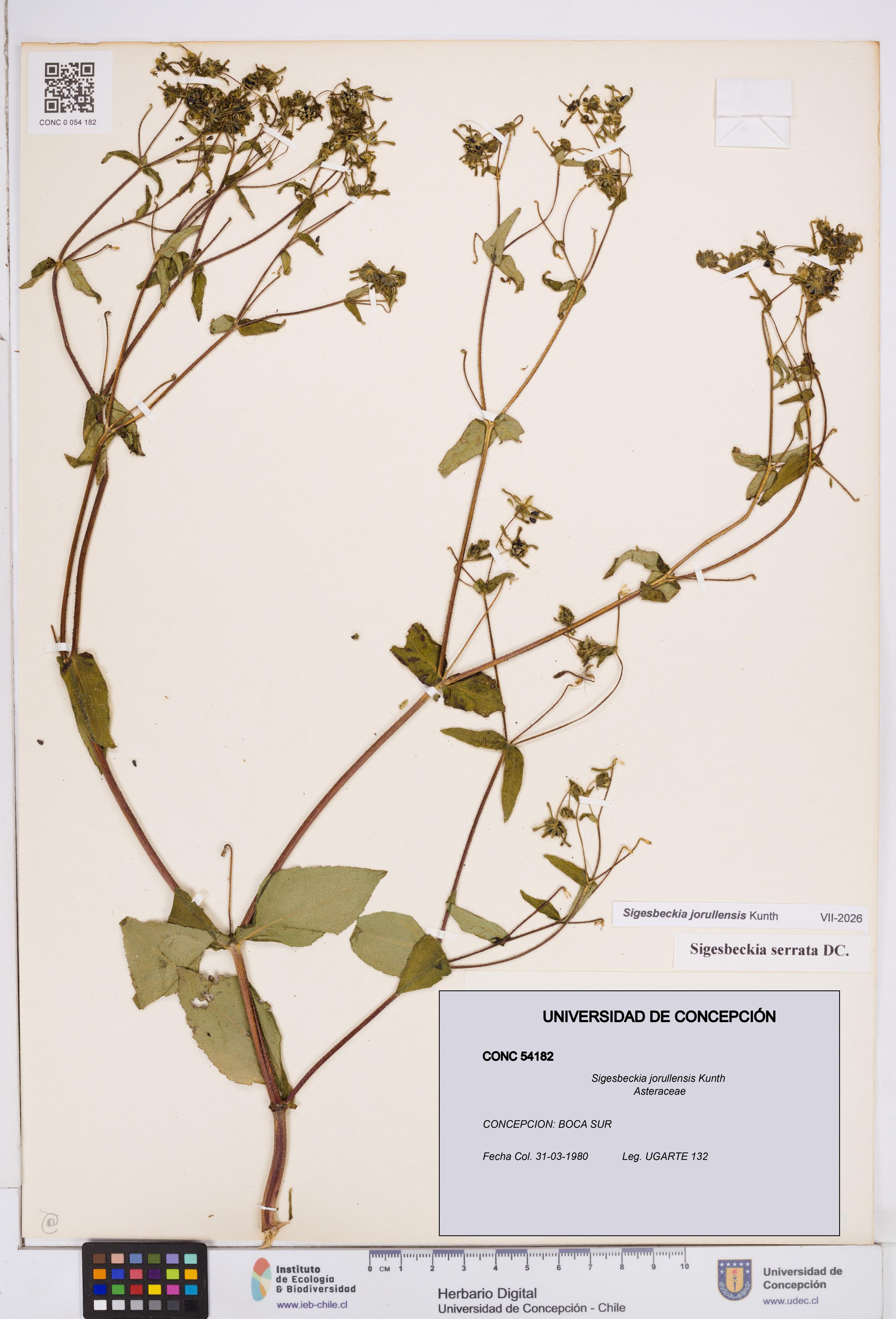 Sigesbeckia jorullensis [Espécimen: ]