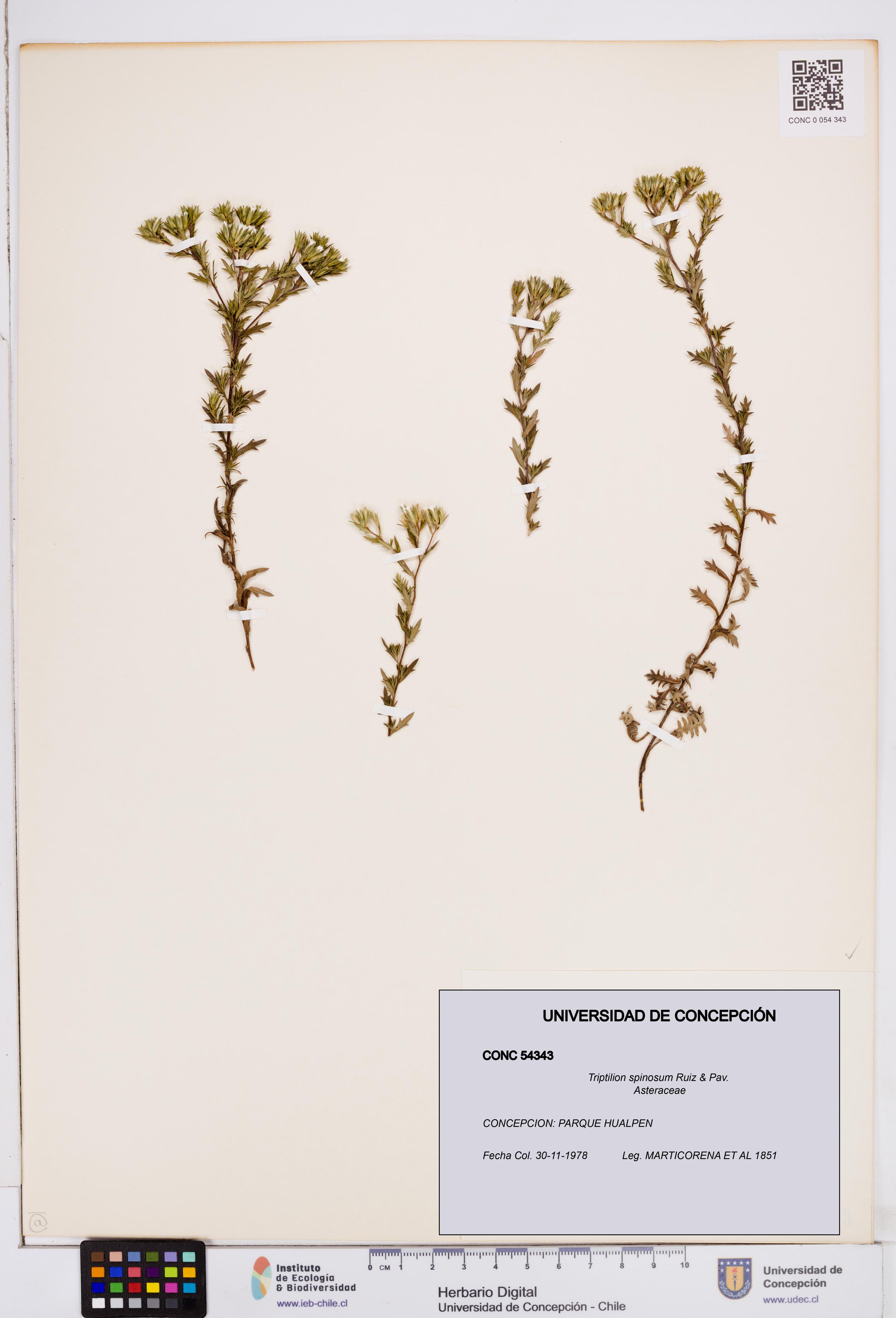 Triptilion spinosum [Espécimen: ]