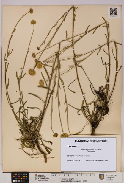 Helenium glaucum [Espécimen: UDEC:CONC:0054344]