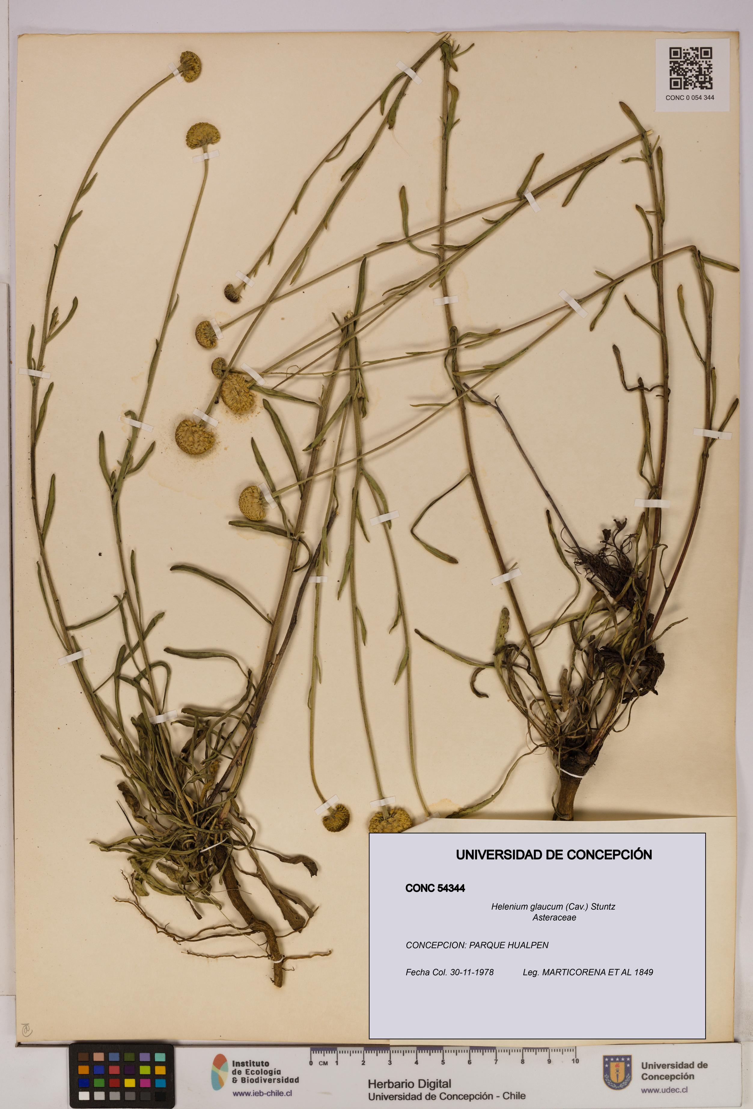 Helenium glaucum [Espécimen: UDEC:CONC:0054344]