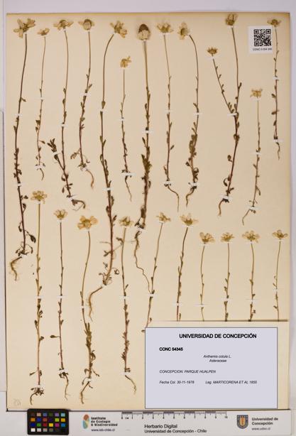 Anthemis cotula [Espécimen: UDEC:CONC:0054345]