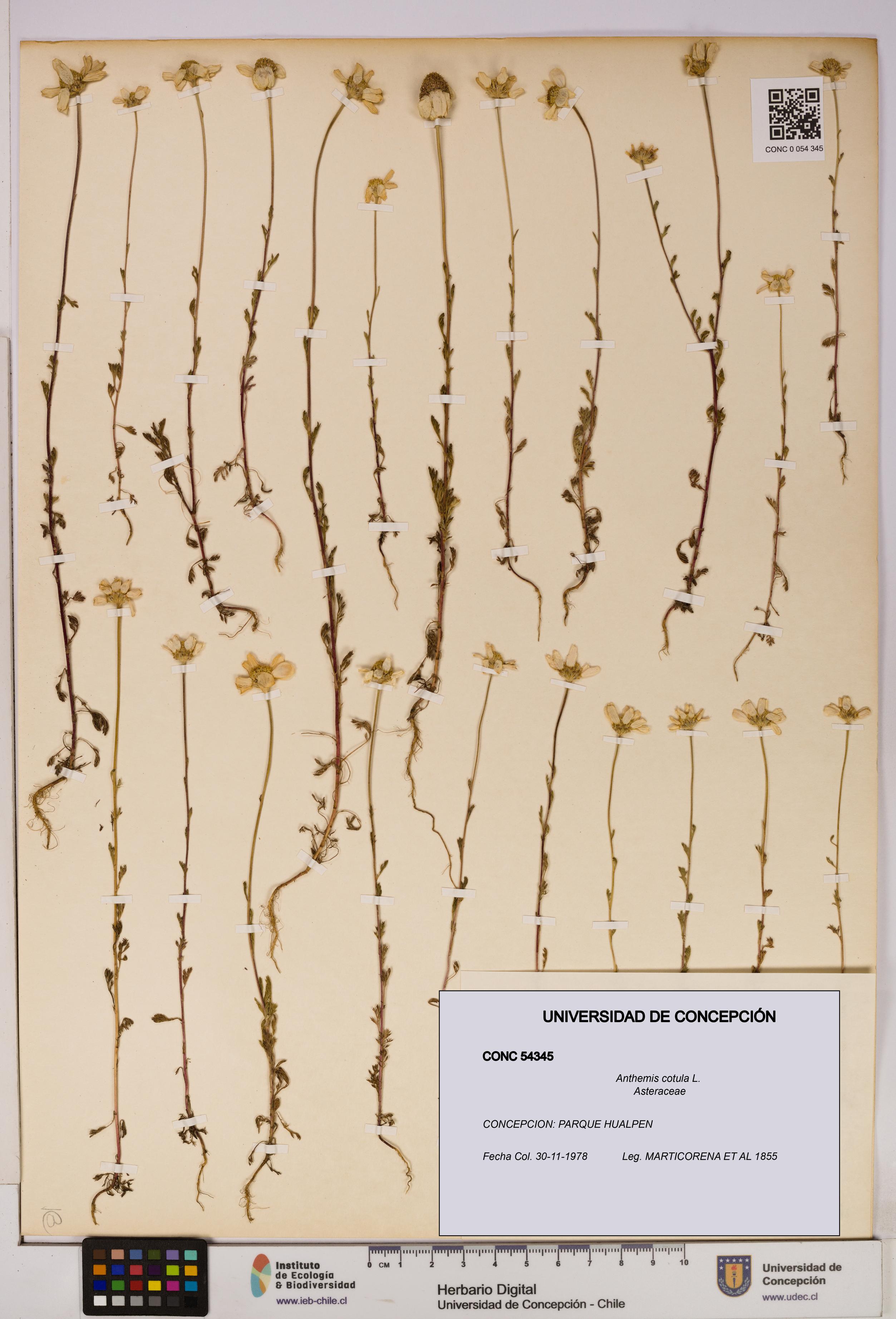 Anthemis cotula [Espécimen: UDEC:CONC:0054345]