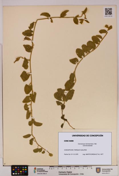 Convolvulus hermanniae [Espécimen: UDEC:CONC:0054350]