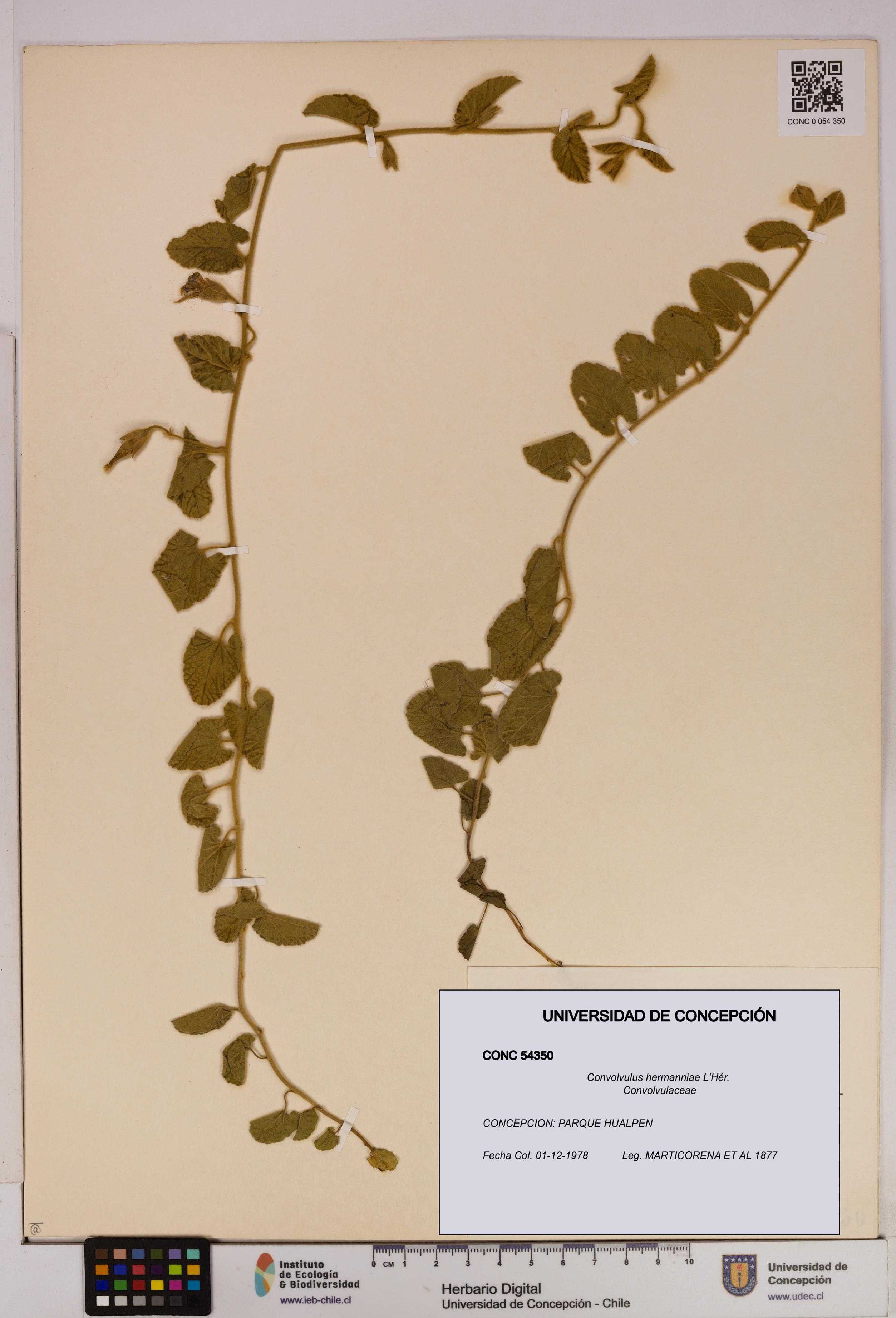 Convolvulus hermanniae [Espécimen: UDEC:CONC:0054350]
