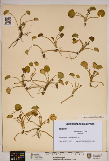 Centella asiatica [Espécimen: ]