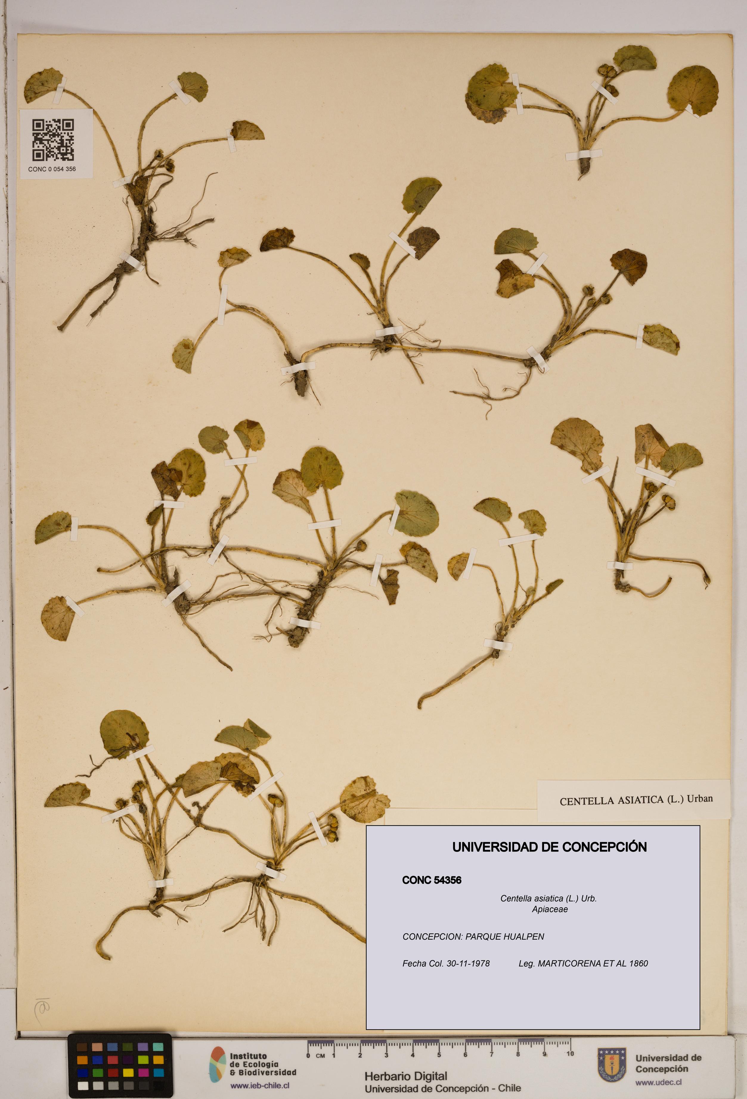 Centella asiatica [Espécimen: ]