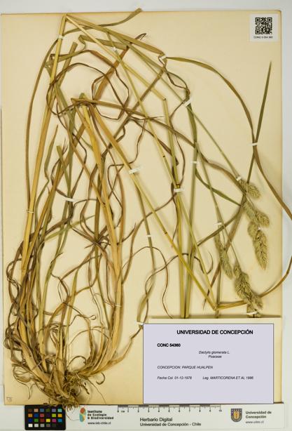 Dactylis glomerata [Espécimen: UDEC:CONC:0054360]