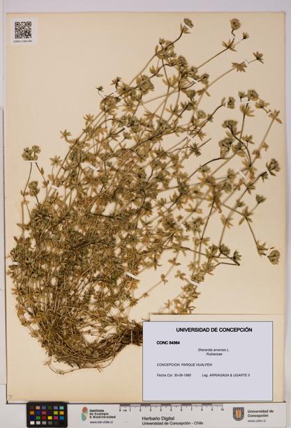 Sherardia arvensis [Espécimen: UDEC:CONC:0054364]