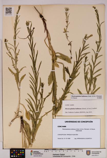 Plectocephalus bulbosus [Espécimen: UDEC:CONC:0054365]