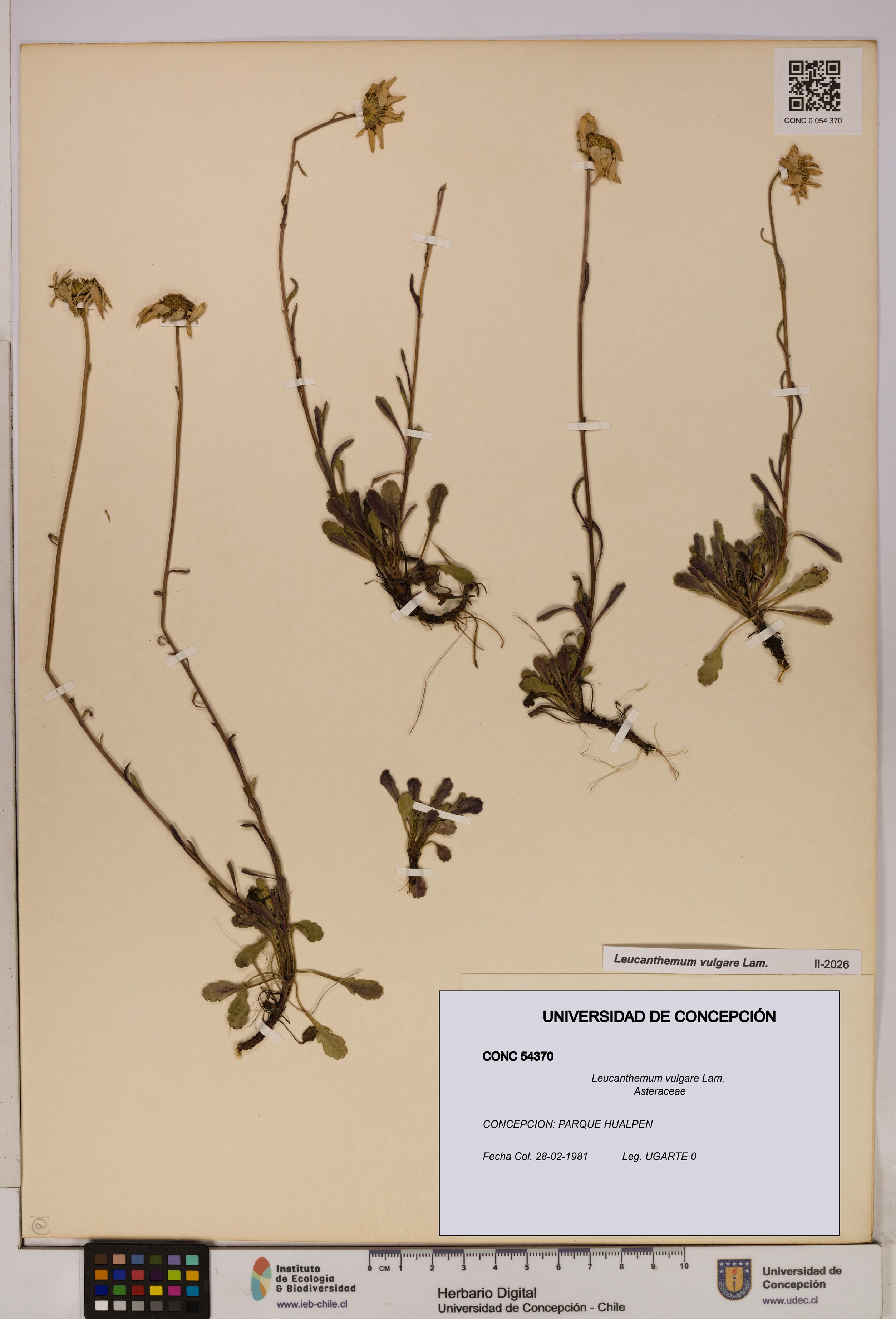 Leucanthemum vulgare [Espécimen: UDEC:CONC:0054370]